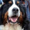 dog walk 2013-5192